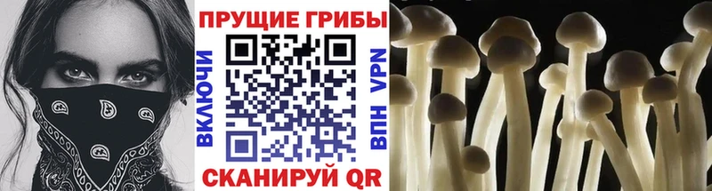 Псилоцибиновые грибы MAGIC MUSHROOMS наркота Омутнинск